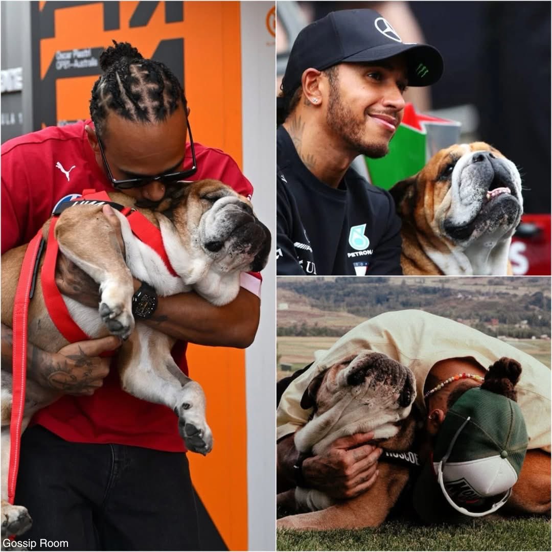 🚨 Quand on demande à Lewis Hamilton s’il compte adopter un autre chien, après le décès de Roscoe le mois dernier, sa réponse est bouleversante : 

"Je ne peux pas le remplacer. Ce n’est pas une voiture. Je ne peux pas m’en procurer une nouvelle comme ça.

C’était mon fils (…)