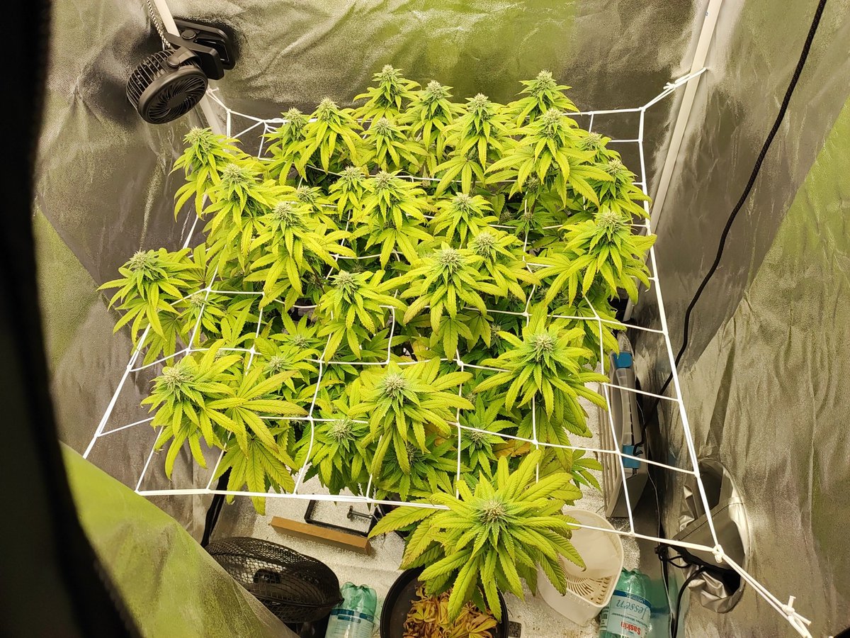 Einfach mal ein Foto meiner kleinen Pflanze😁