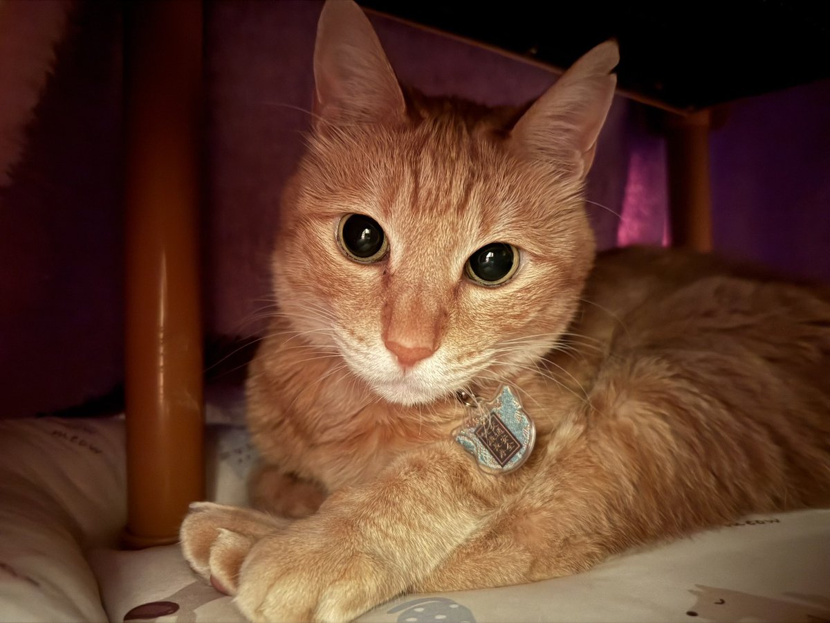 バロン🐈🐾 tweet media