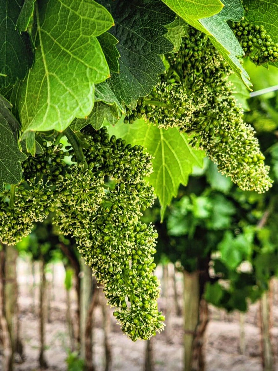 Flores que serán Malbec argentino