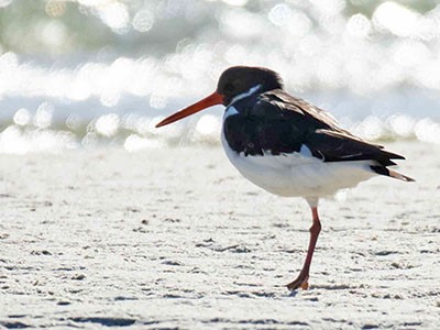 Chris_SANParks's tweet photo. @SANParks Rare Bird Alert from @WestCoastNP The long staying EURASIAN OYSTERCATCHER was still at Seeberg Hide in the West Coast National Park this morning. Photo © Etienne Hinrichsen https://t.co/MXVYJWatAp