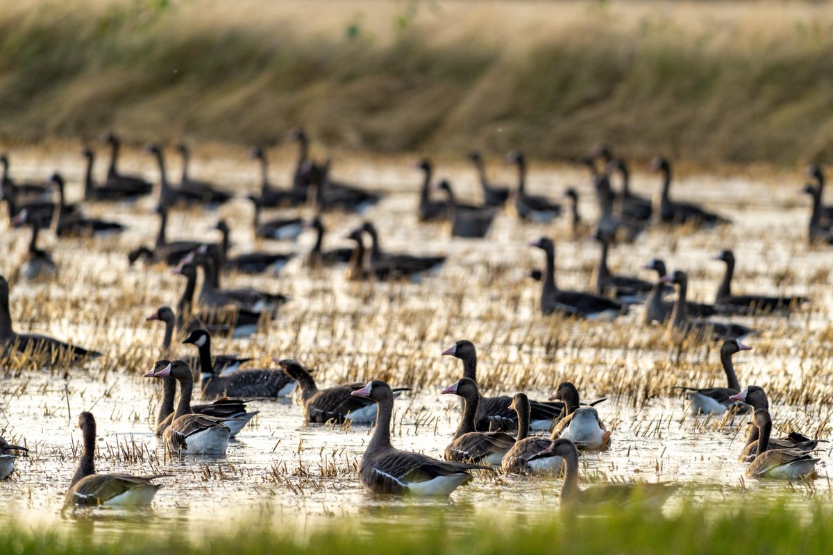 The Causeway commute looks a little different this time of year. 🚗🚜

Harvest season is in full swing. Soon these fields will trade tractors for waterfowl migrating along the #PacificFlyway. #CARice