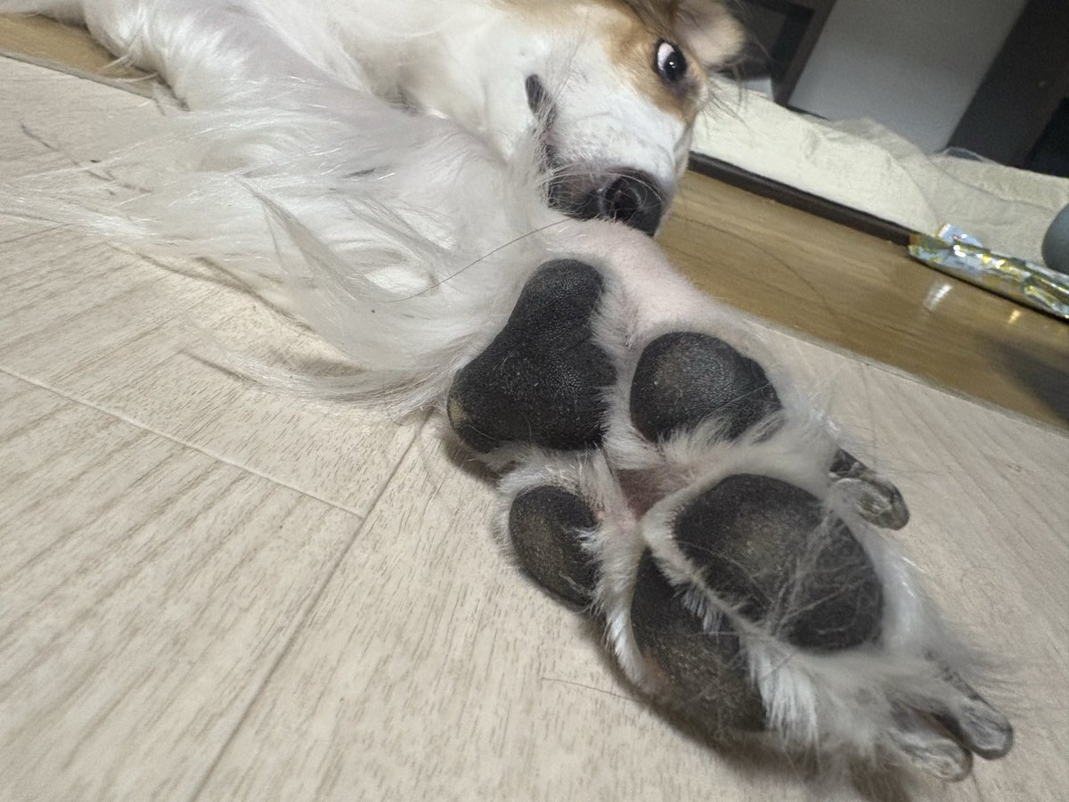 足のうらクマちゃん🧸