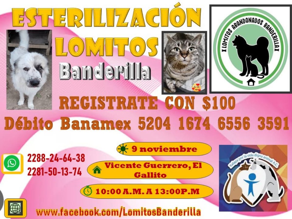 #Esteriliza🐱🐶
<a href="/mayteponm/">Mayte P.</a> <a href="/mageba04/">Gina alarcon</a> <a href="/Corintiacruz/">Corintia Cruz Oregón</a> <a href="/VialidadXalapa/">Vialidad Xalapa 🚦 VX 🌎</a> <a href="/AbelMucino/">Abel Muciño</a> <a href="/tierraverde1943/">ℓια ₊˚.༄ *ﾟ🌱</a> <a href="/pilykuera/">Pily Peregrina</a> <a href="/CECILLIA36/">CECILIA MENDEZ</a> <a href="/sara_juarez/">saraliz</a> <a href="/Ydlan/">Naldy Patricia</a> <a href="/fherciencias/">Soy Fher!</a> <a href="/camellinlove/">Porque soy xalapeño</a> <a href="/ArrezEdda/">Edda Arrez</a> <a href="/PopColorsXal/">PopCX</a> <a href="/RoxanaAAT/">Feto de PicaFresa🍓</a> <a href="/penelopemoncayo/">Penélope Moncayo.</a> <a href="/Zapatito_Azul/">Yuria Eldia Reyes</a> <a href="/rociosaiz/">Rocio Saiz</a> <a href="/Pechmed/">Peter Tweet</a> #Banderilla #Xalapa RT!