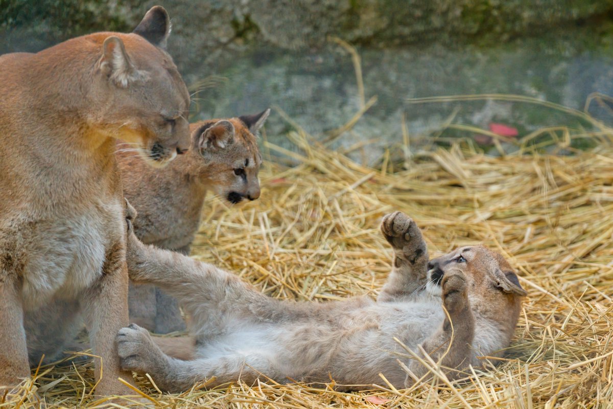 羊のママ ヤフオクに出品する子が完成しました‼️ ・ ・ 「お母さんに