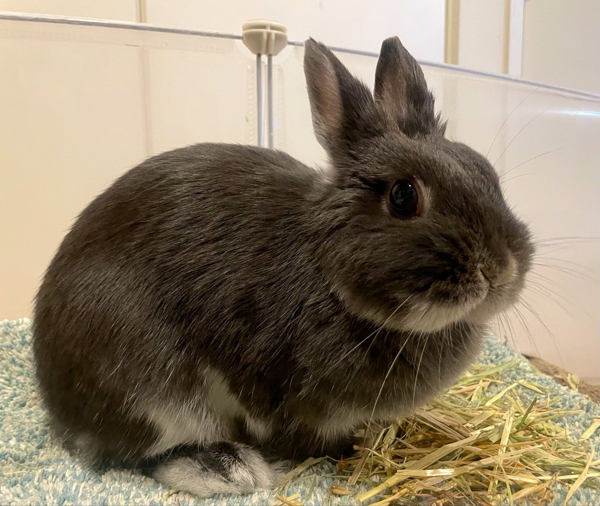 うさぎのすず on X