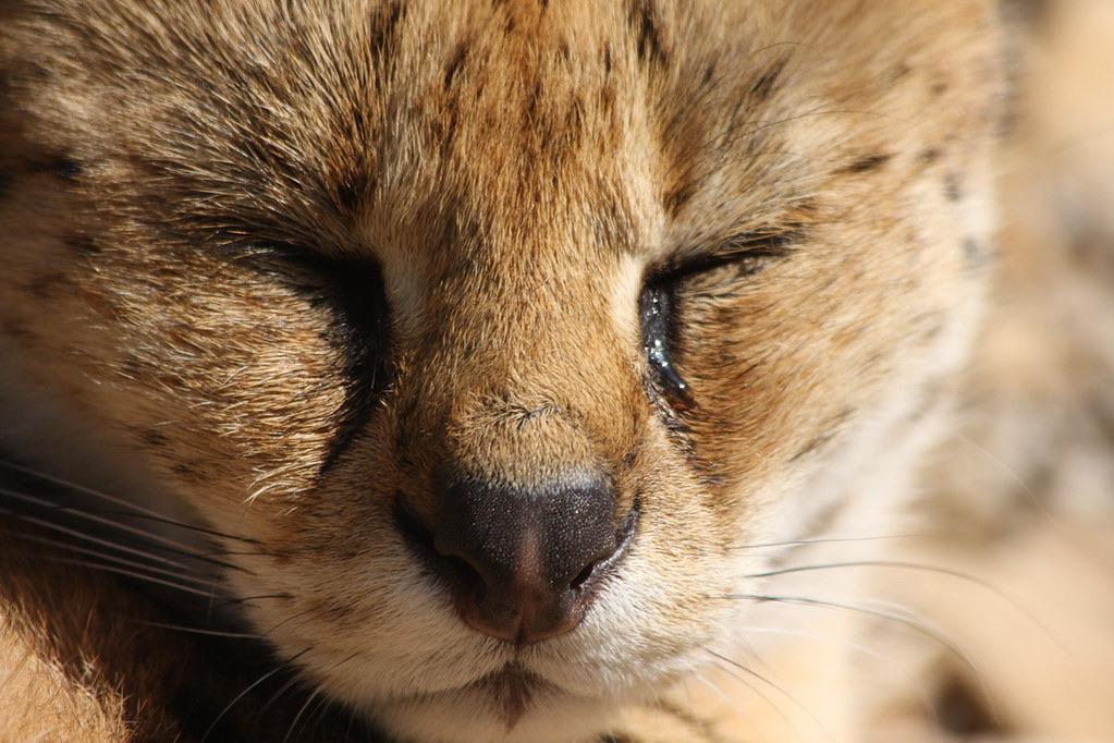Serval Every Hour! (@servaleveryhr) on Twitter photo 
