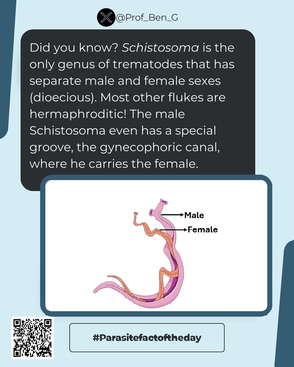 Prof_Ben_G's tweet image. Parasite Fact of the Day

Schistosomes are the only dimorphic trematodes with separate male &amp;amp; female Worms!

The male carries the female in a canal in his body an adaptation for life in blood vessels.

#ParasiteWatch #Schistosoma #Parasitology #SciComm