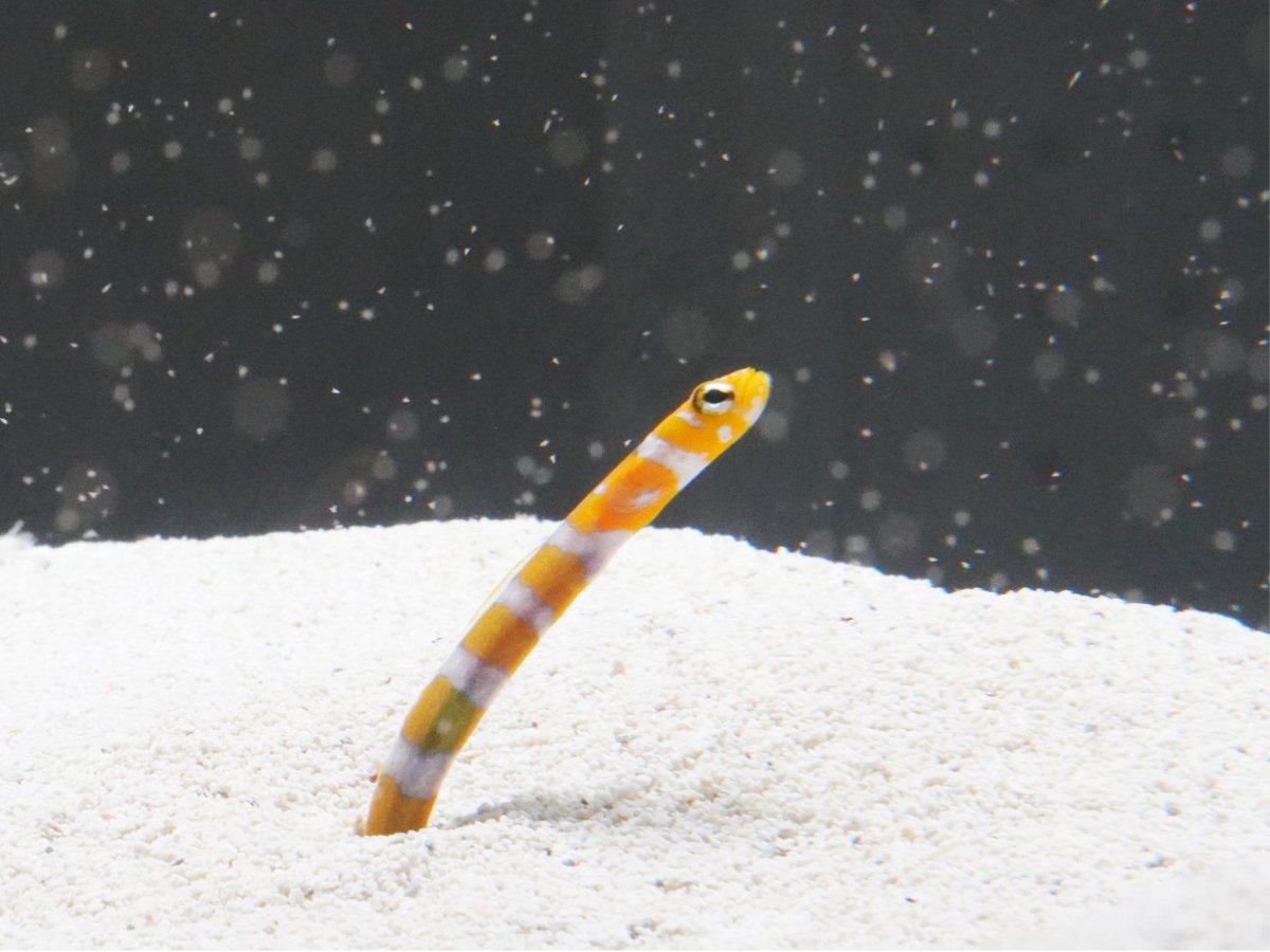 aoao様用•*¨*•.¸♬︎ AOAO SAPPORO（アオアオ サッポロ） on X