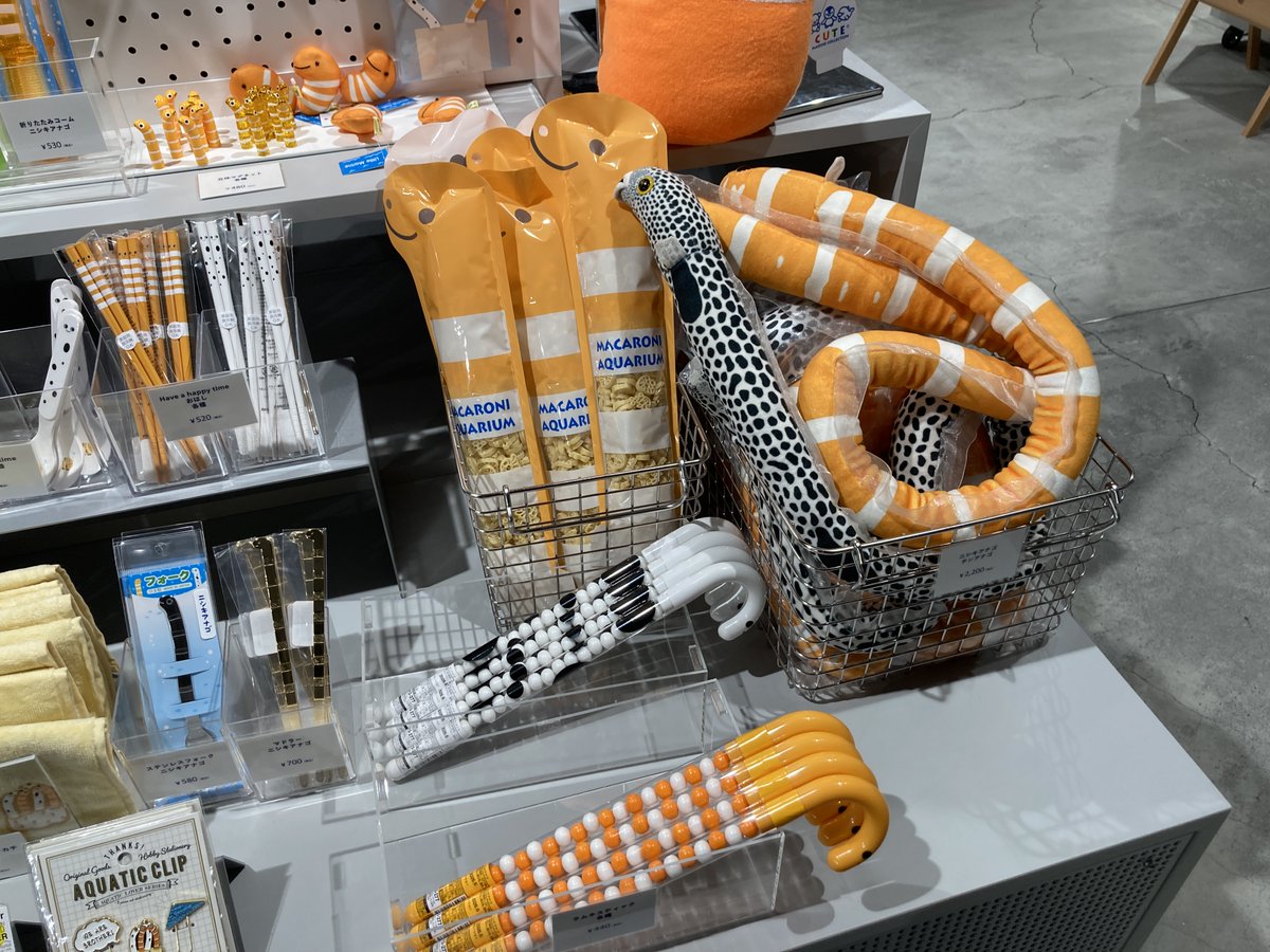 本日、5F LIBRARY AQUARIUMにて2種類の生物の展示を開始しました