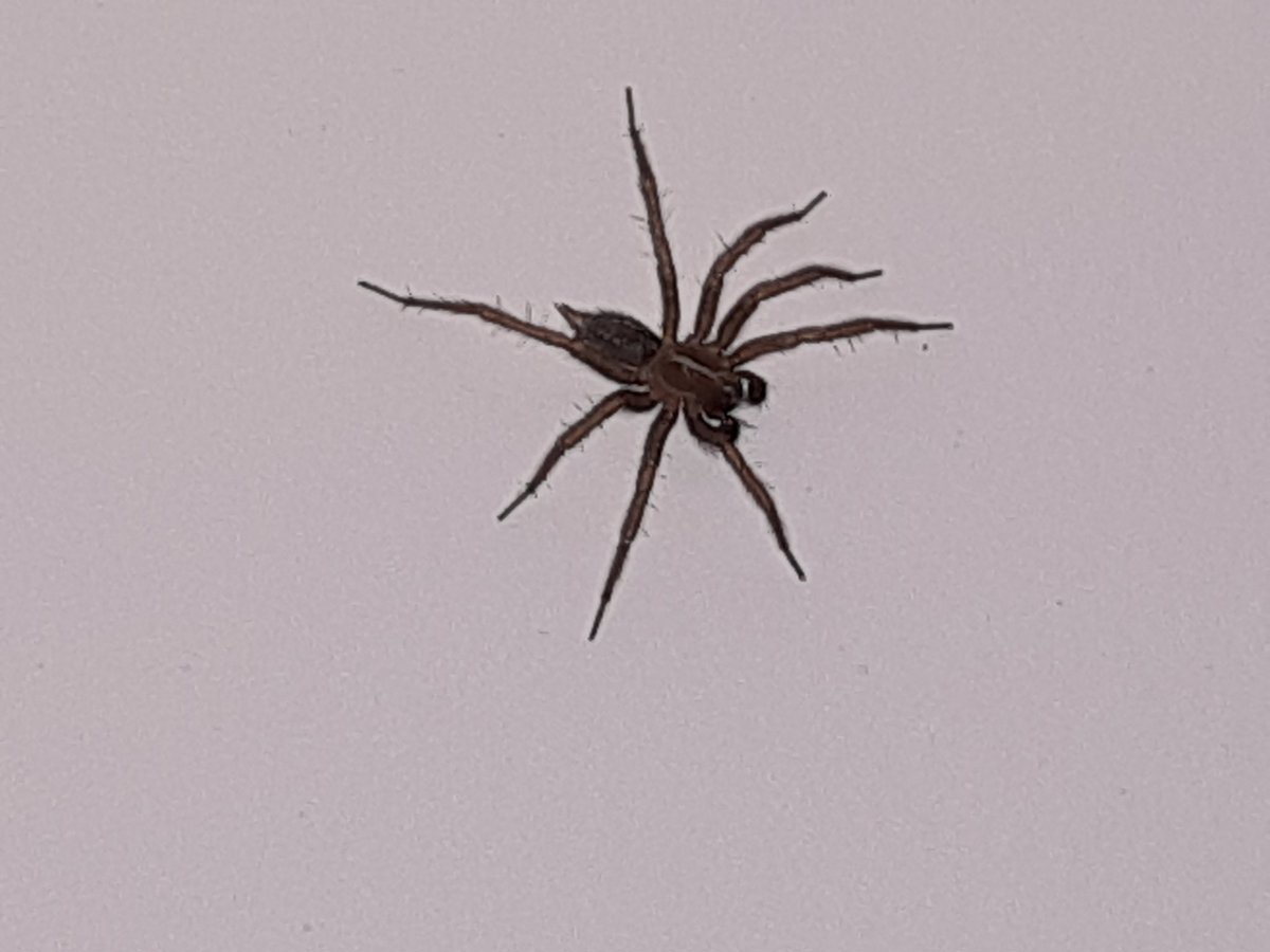 WarlingZero's tweet photo. Caro @Nicola_Bressi mi permetto di disturbarla!
Ampiezza 1,5cm circa comprese zampe, in alto sul soffitto.
Devo vendere casa ?
Grazie come sempre ! https://t.co/noYRGkVXLt