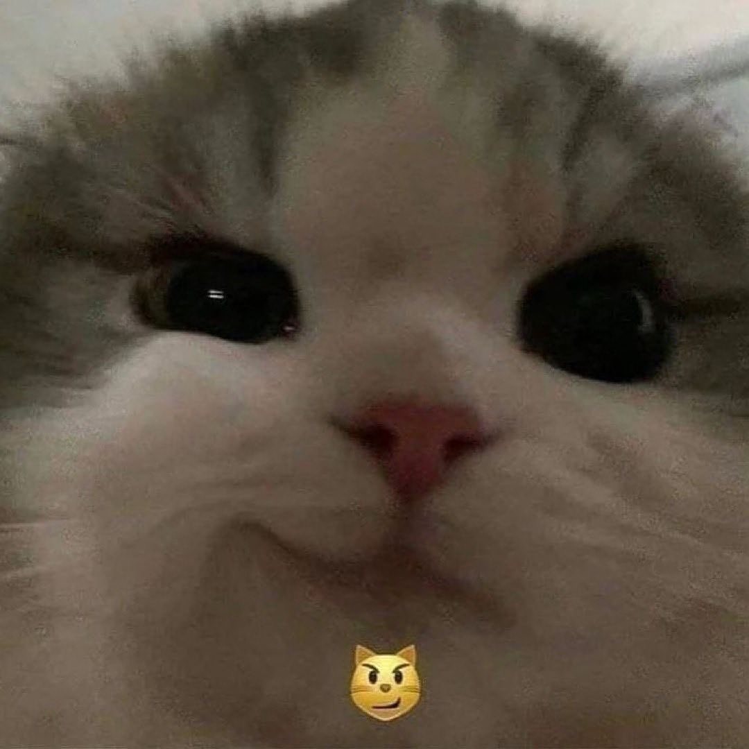 PunchingCat's tweet photo. https://t.co/1gW9qCYVn6