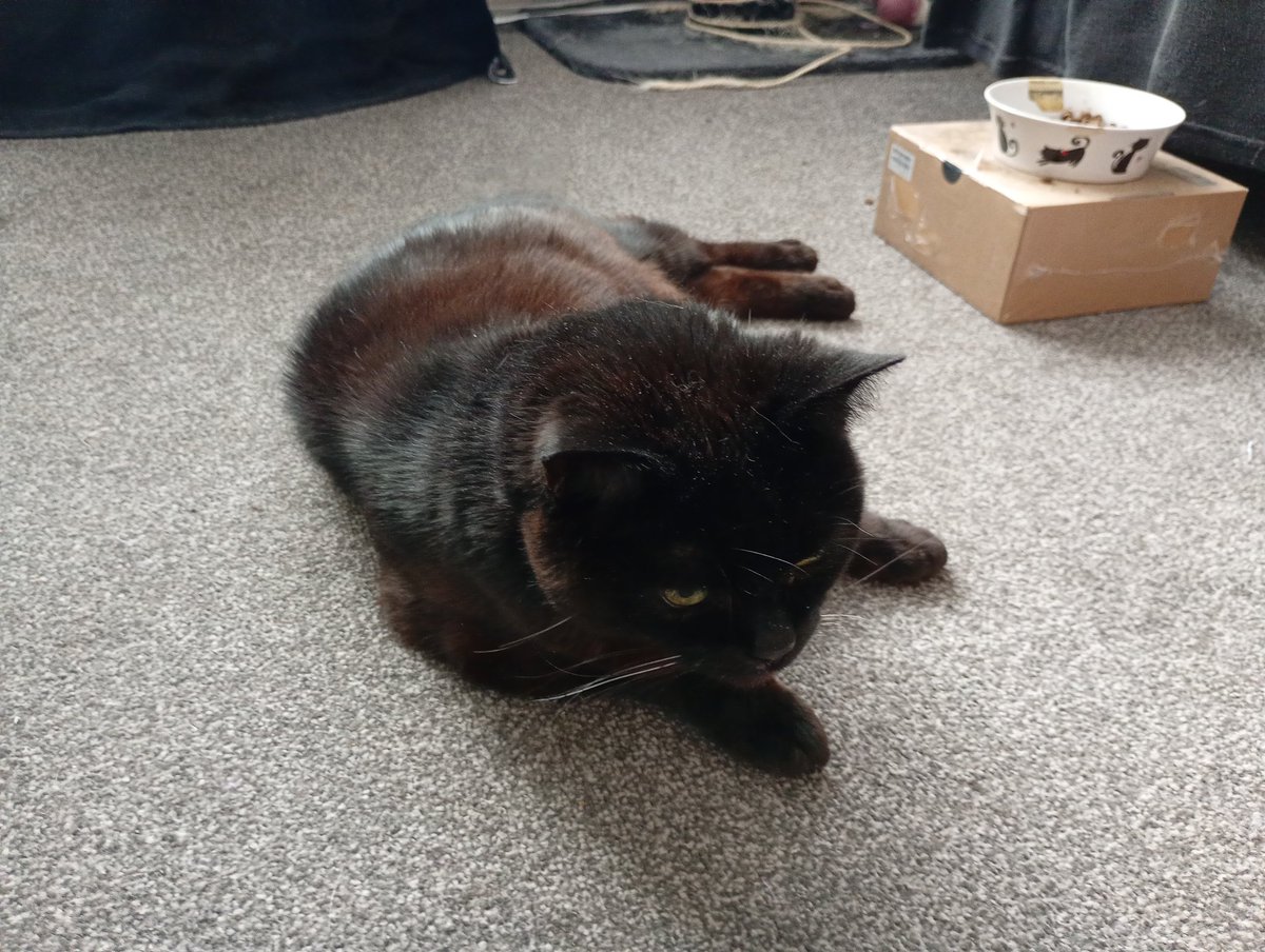 Good afternoon everyone. Hooman and I are waiting for a visitor to arrive from Somerset, but apparently the traffic is really bad &amp; they're going to be late.
Maybe if I do a bit of posing they'll still arrive in time