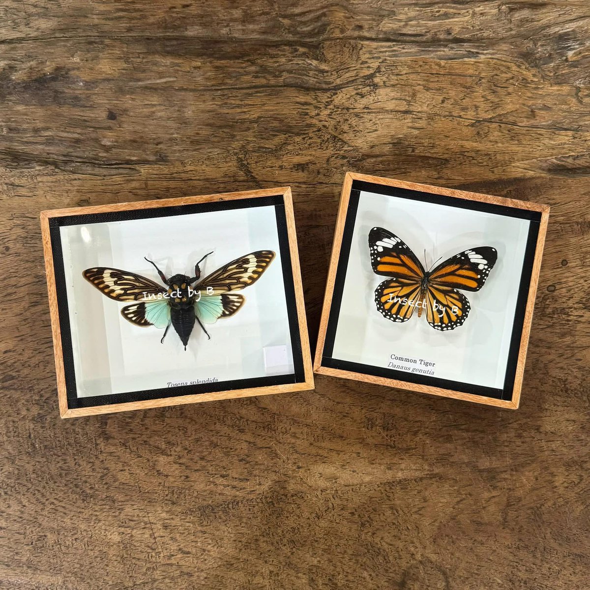 onthemove555's tweet photo. I'm starting a little hobby business. Interested in insects, bugs and butterflies? Know somebody who is? These are the perfect gift. Prices start from just 250THB. The product quality is unlike anything else you will find in #Thailand DM me to buy or for more info. https://t.co/JqI8JyRiKK