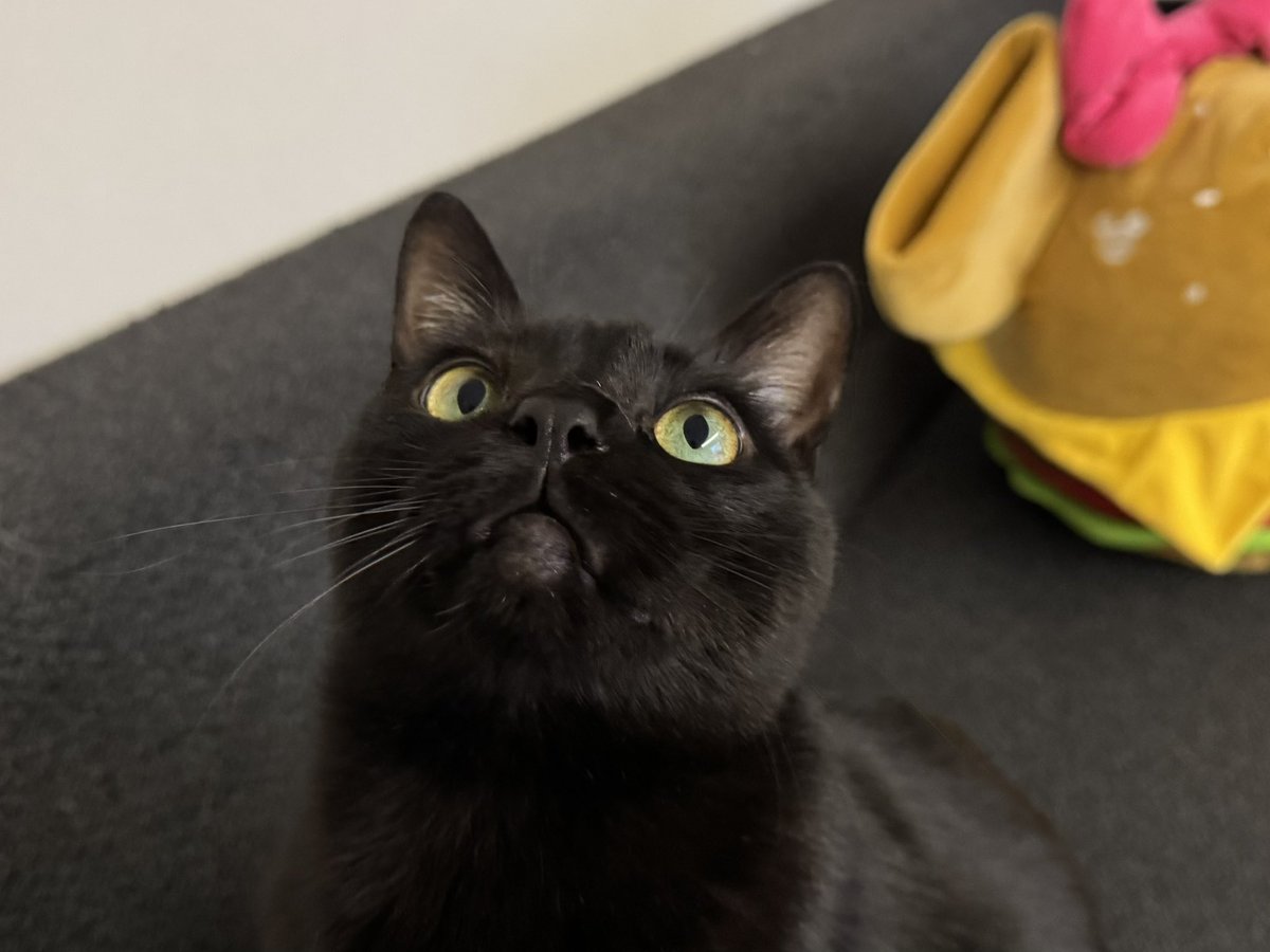 ぶーちゃん ぴー strawberryちゃん♡ adidas ZX 8000 Strawberry Latte GY4648