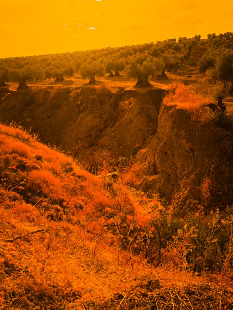 🌍 “Esto no es #Marte. Es Andalucía.”

Cuesta creer que estas fotos sean reales.

Estas cárcavas —heridas profundas en el suelo— se abren paso en nuestras campiñas, arrancando con cada lluvia una parte del futuro de nuestro campo. (+)
