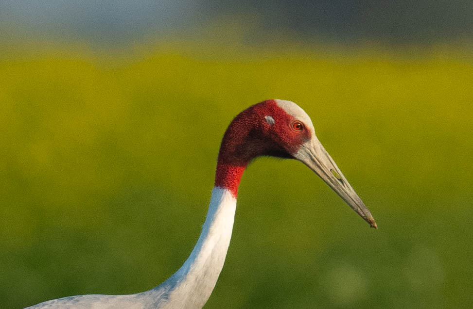 chauchaubhath's tweet photo. #Sarus crane too, but looking the other way. 😊 https://t.co/nD2xBKNHmE