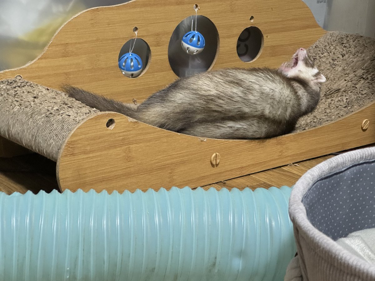 18:13💩
18:37水コップから、ミルク2ml
再び寝る

20:23 薬+おくすりのめたくん3ml
20:27💩
20:38栄養スープ3ml
20:43バイト少量カリカリ82粒←?!!

ミルク栄養スープは諦めの顔
それ飲むならカリカリ食いたい不貞腐れアピ
バイト見せると爛々輝く瞳
カリカリ食べて満足の姿

はっきり分かんだね…