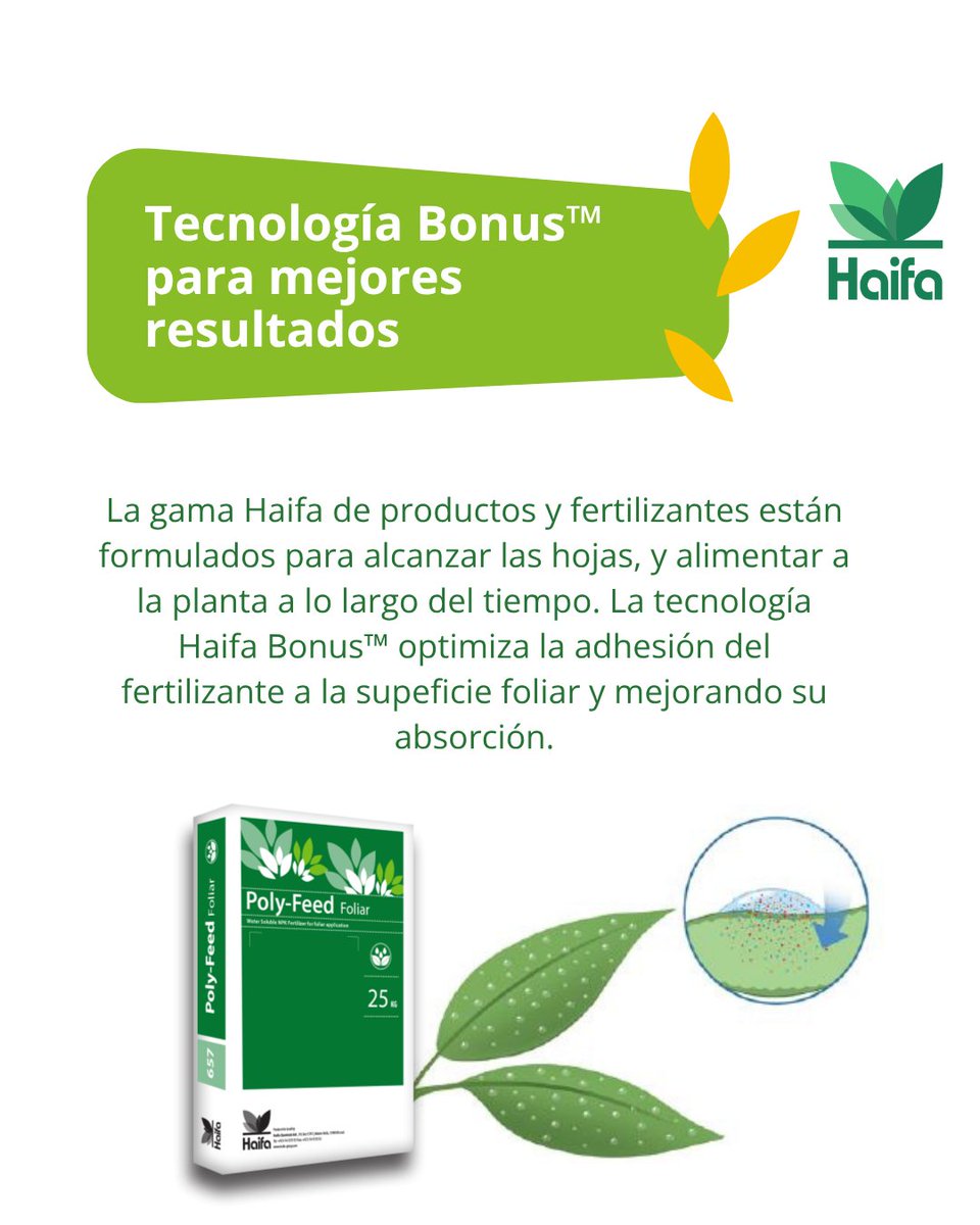 🌿 ¿Sabías que la forma en la que aplicas un fertilizante foliar puede marcar la diferencia en la productividad de tu cultivo?

Con la tecnología Bonus™ de Haifa, cada gota cuenta 🍃💧