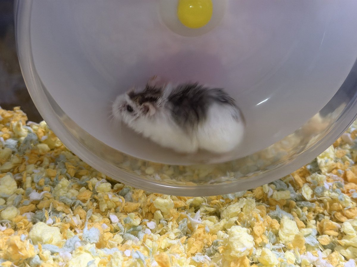 黄藤＠きなこと仲間たち on X