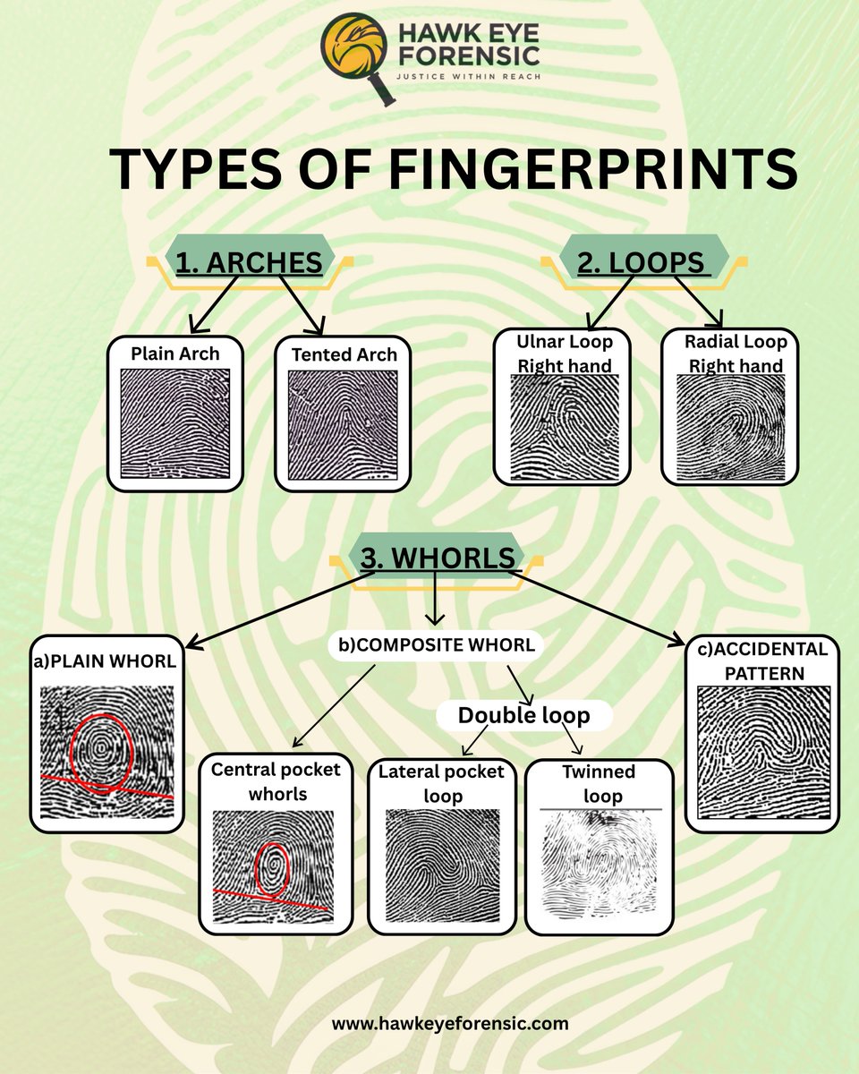 ForensicHawk's tweet image. 𝗘𝘃𝗲𝗿𝘆 𝗳𝗶𝗻𝗴𝗲𝗿𝗽𝗿𝗶𝗻𝘁 𝘁𝗲𝗹𝗹𝘀 𝗮 𝘂𝗻𝗶𝗾𝘂𝗲 𝘀𝘁𝗼𝗿𝘆!
Discover the three main types of fingerprint patterns — Arches, Loops, and Whorls — each with its own distinct characteristics.
#Forensicscience #Fingerprintidentification #Hawkeyeforensic