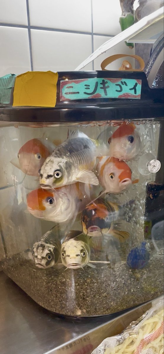 tatsuH516's tweet photo. 我が家の錦鯉達。

みんな 一緒に 餌くれポーズ

まるで証明写真の

順番待ちですね。
 #錦鯉
 #魚
 #水槽 #かわいい #飼育 #エサ
 #証明写真 https://t.co/AtoycucF4u