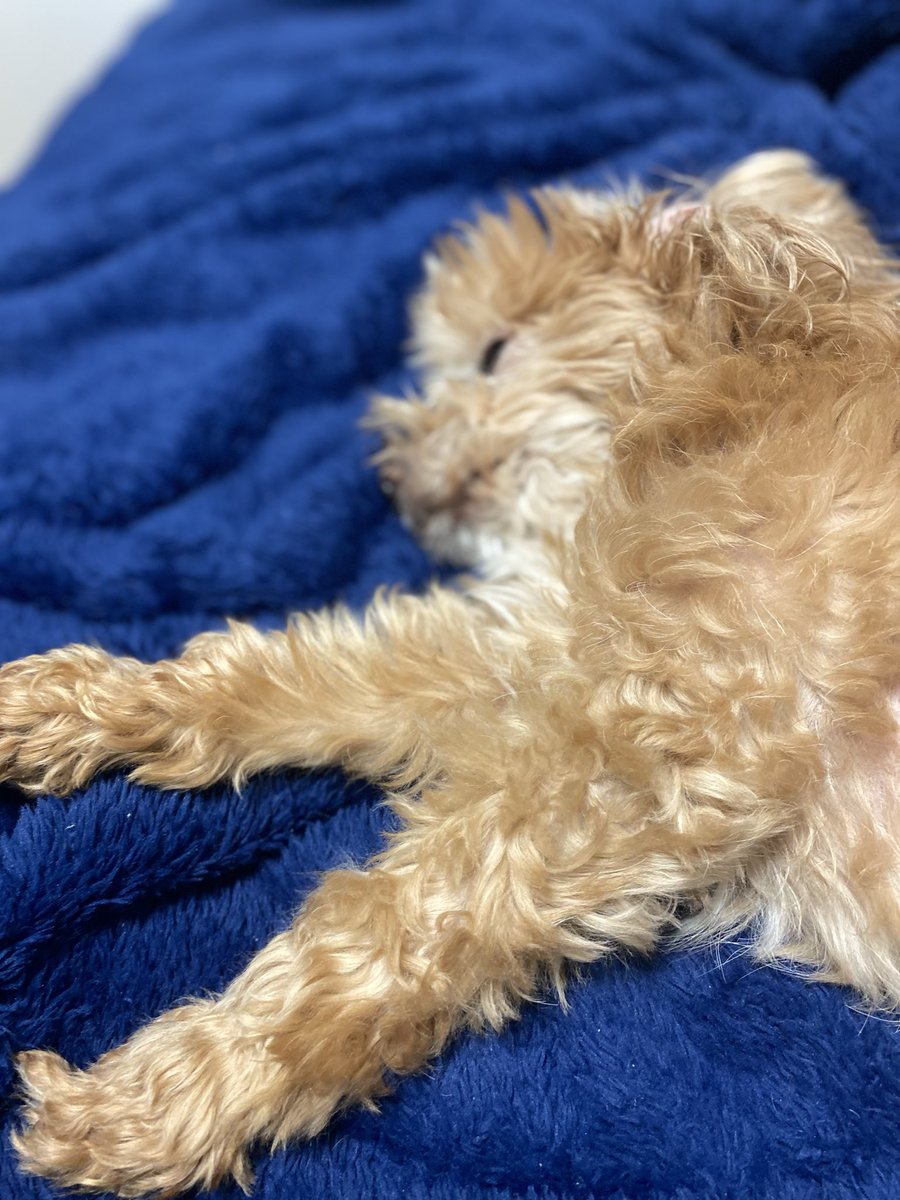 福助さま専用(コメントをお読みください) 中村福助 on X