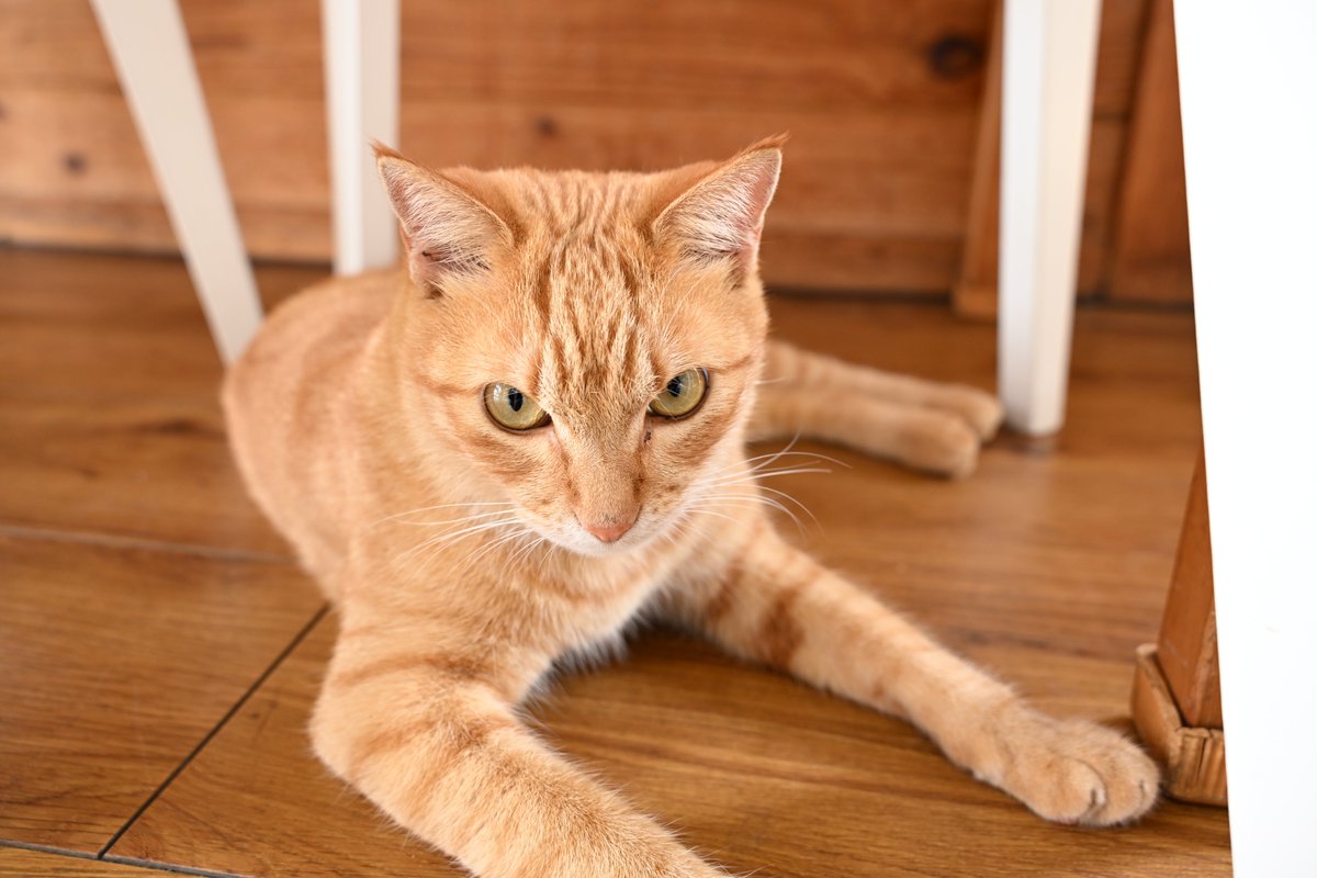 R*n様 オレンジネコ R*n様 オレンジネコ カード検索 ｜ Z/X - Zillions of enemy X