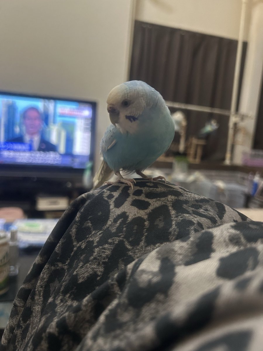 まこ tweet media