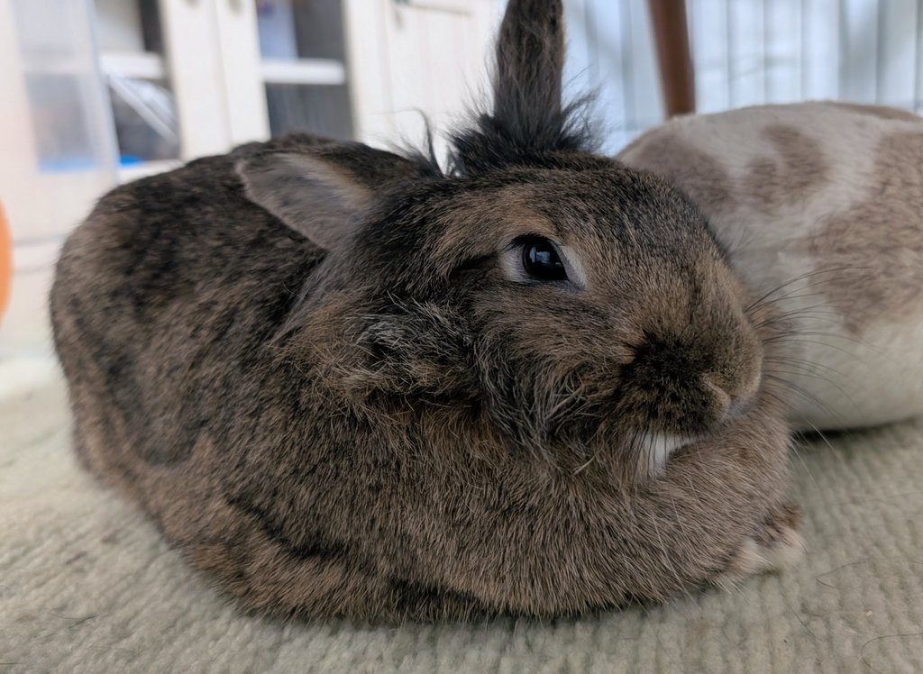 mlkchcusa's tweet image. 爪切りに病院行ったから疲れたねえ

#うさぎ #うさぎのいる暮らし