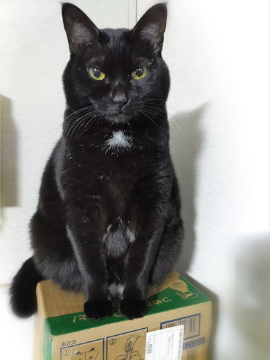 黒猫 花千世子🐈‍⬛『とっとと成仏してください！』①～④発売中👻 on X