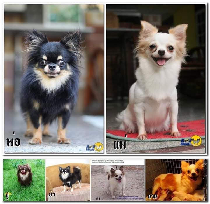 s_sim845's tweet photo. พ่อแม่ ปู่ย่า และตายาย ชุดนี้ของลูกสาวผมครับ น้องชูก้า🐶 https://t.co/8zQTDfRrHl
