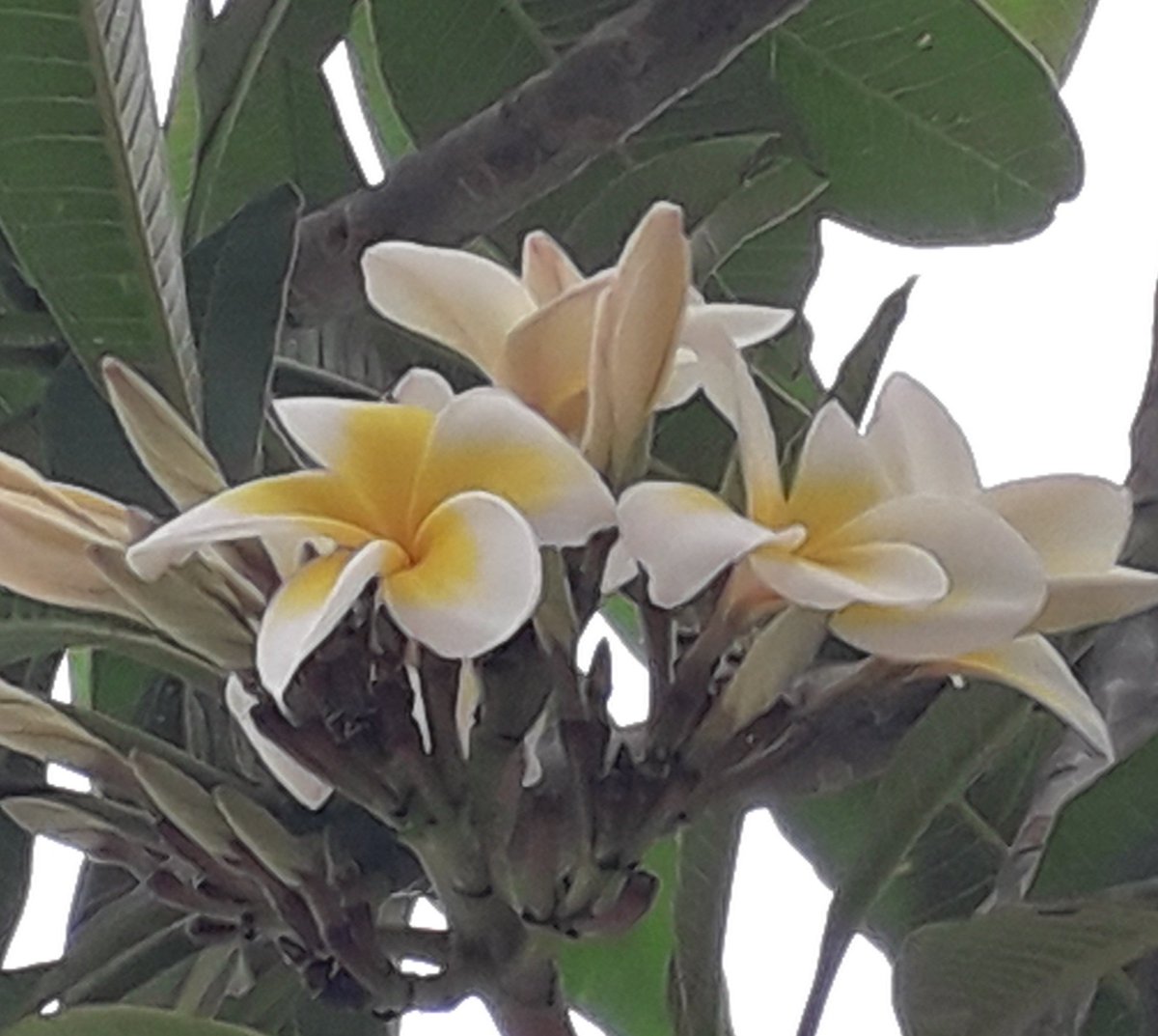 Fleurs 
Frangipanier 
Pour un mois d'octobre
Île de la Réunion