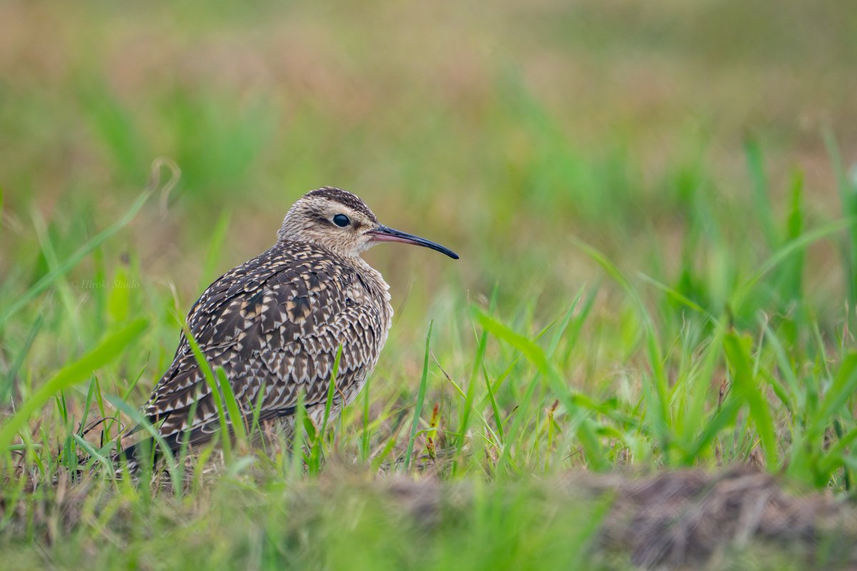 ビスカッチャ フォックス 毛皮コート ニューヨーカー チンチラ科 ※右肩に傷有り ビスカッチャ フォックス 毛皮コート ニューヨーカー チンチラ科