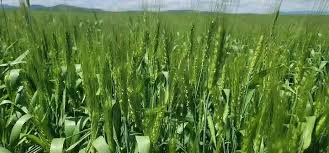 HayderAbdella's tweet photo. In 100 day, 242 million quintals of output collected, of which 74.73 percent came from crops. Smallholder farmers are currently cultivating 12.3 million hectares under cluster farming in the agricultural sector. 
#OpportunitiesInChallenges @PMEthiopia @MFAEthiopia @ETEmbassyJIB https://t.co/Rvoo86ldw7