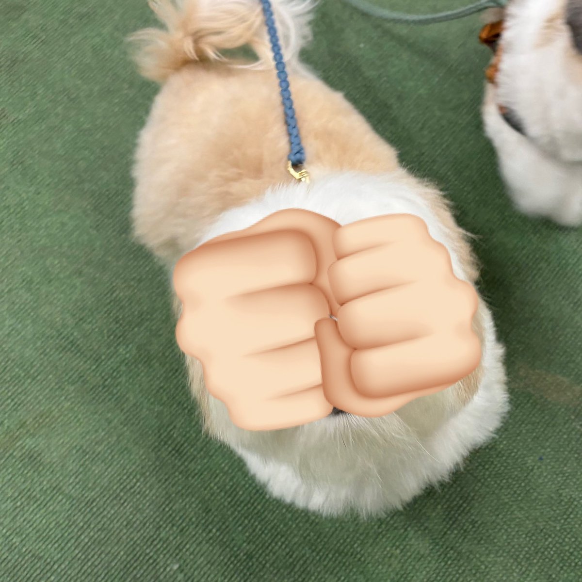 専門学校日本動物21【公式】 on X