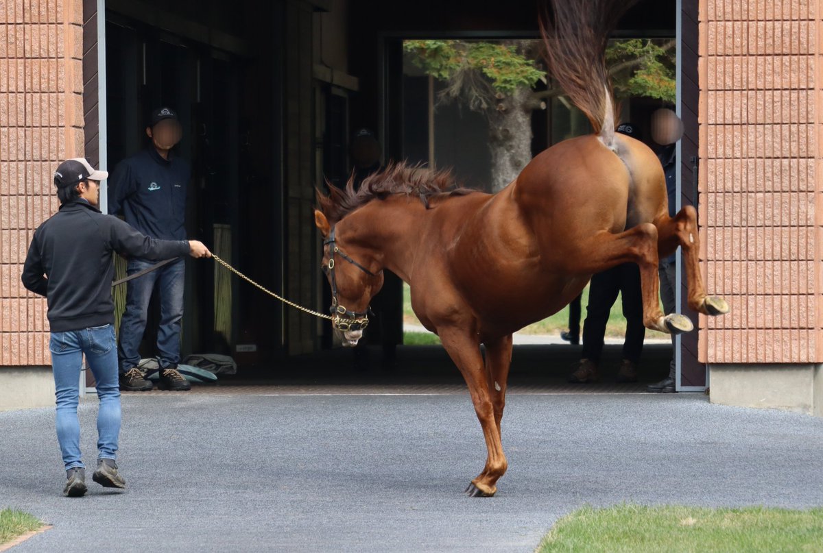 他の方発送× リアリズム 馬の肖像画 他の方発送× リアリズム 馬の