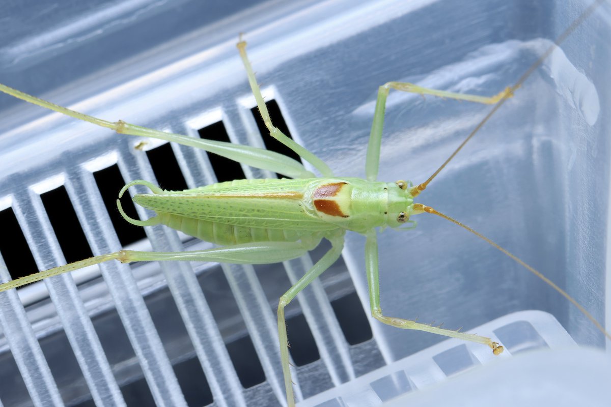 SURUGA

2ペアとも元気で、来週で採集3ヶ月くらい
メスはあんまり産卵しなくなったので産卵床を昨日撤去した、産み過ぎなくらい産んでたので来年がちょっと怖い