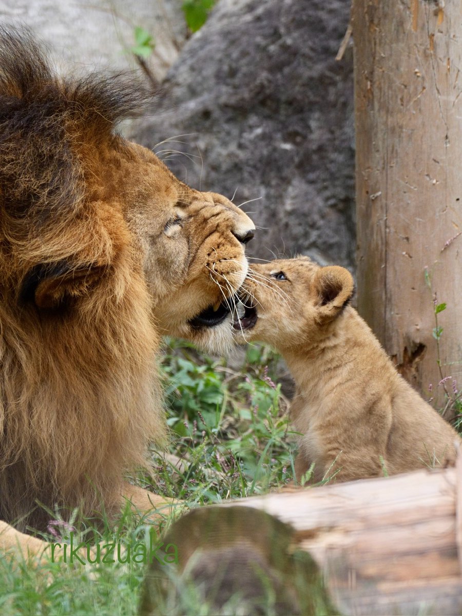 迫力あるライオン 迫力あるライオンの写真素材 [55082641] - PIXTA