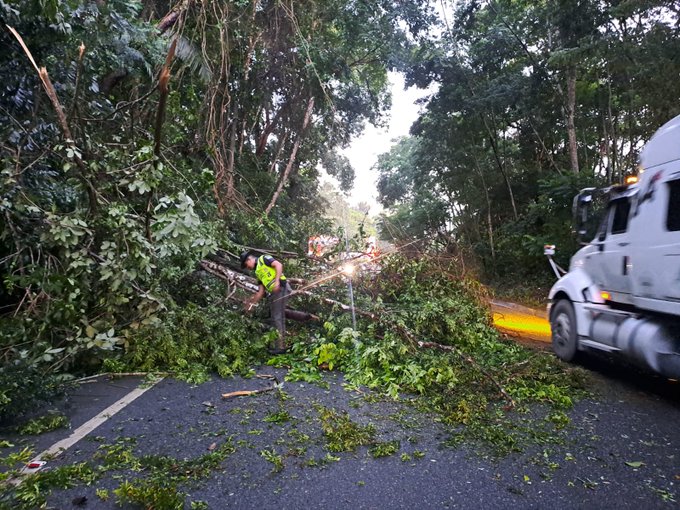 En la primera imagen un trabajador con chaleco amarillo y casco usa una sierra electrica para cortar un arbol caido que bloquea la carretera asfaltica rodeado de vegetacion densa y ramas esparcidas con un camion blanco con luces amarillas detenido cerca en un area boscosa con suelo verde. En la segunda imagen otro trabajador con chaleco amarillo maneja una sierra cerca de un camion rojo con carga cubierta por lona roja y troncos caidos cruzando la via con mas debris vegetal y arboles altos al fondo en una carretera asfaltica con marcas blancas.
