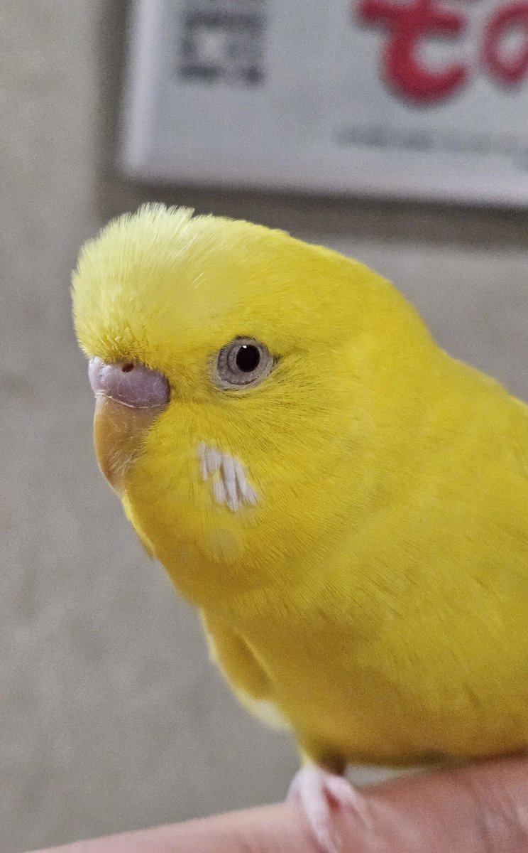 ♡monkeyページ♡ ぱむ@東8グ39a-11.16 (@fraaaaaaay) / Posts / X