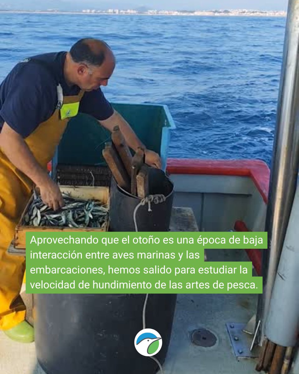 SEO_BirdLife's tweet image. La colaboración con pescadores es la única manera de entender y minimizar las capturas accidentales de aves marinas. 

⛵Es por eso queremos que conozcas un poco más lo que hacemos desde el equipo marino. 

#MARAVES #ProgramaPleamar #FEMPA @FBiodiversidad 

#MitigaciónBycatch