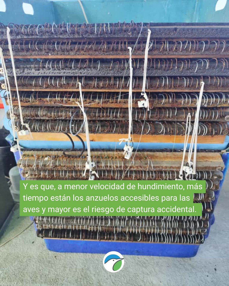 SEO_BirdLife's tweet image. La colaboración con pescadores es la única manera de entender y minimizar las capturas accidentales de aves marinas. 

⛵Es por eso queremos que conozcas un poco más lo que hacemos desde el equipo marino. 

#MARAVES #ProgramaPleamar #FEMPA @FBiodiversidad 

#MitigaciónBycatch