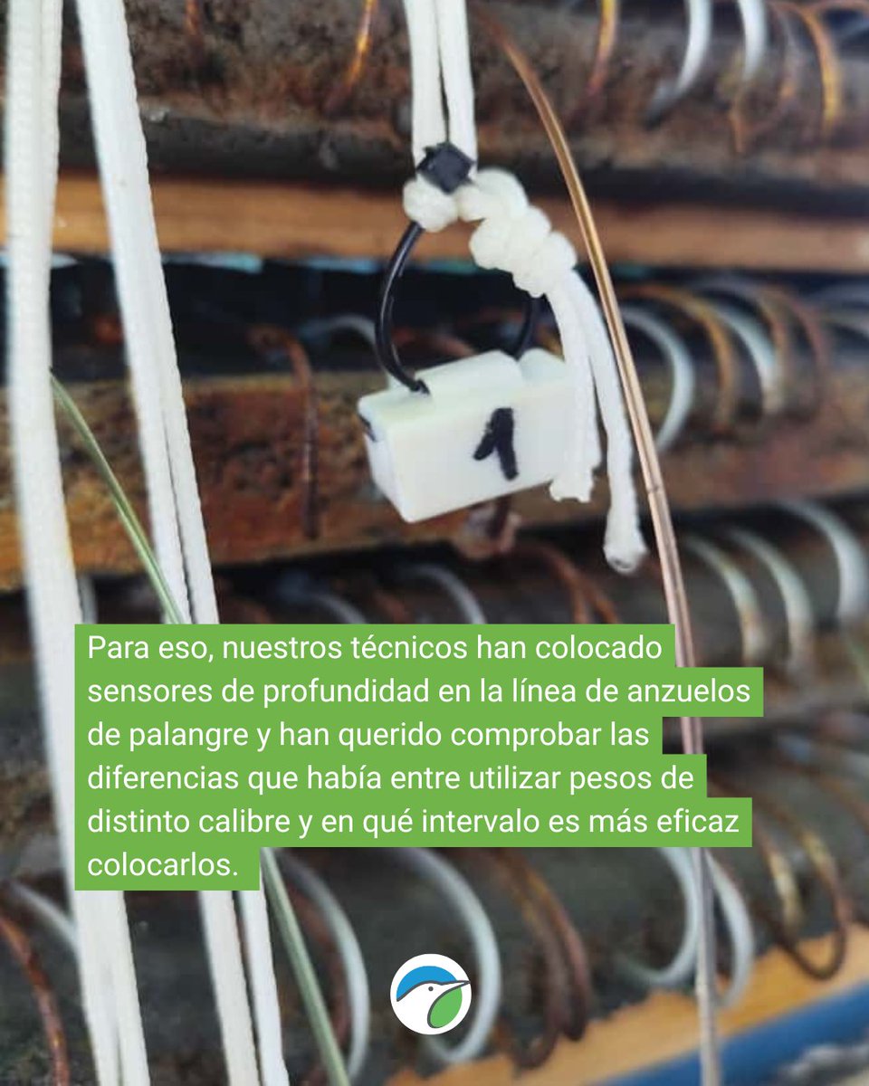 SEO_BirdLife's tweet image. La colaboración con pescadores es la única manera de entender y minimizar las capturas accidentales de aves marinas. 

⛵Es por eso queremos que conozcas un poco más lo que hacemos desde el equipo marino. 

#MARAVES #ProgramaPleamar #FEMPA @FBiodiversidad 

#MitigaciónBycatch