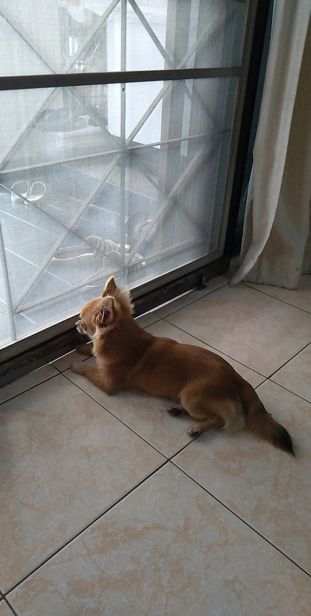 s_sim845's tweet photo. ตอนนี้น้องชูก้าอายุ 8-9 ปี น้ำหนักตัวน้องชูก้ายังไม่ถึง 2 กิโลกรัมเลยครับ ประมาณโล7-8-9ขีด https://t.co/1r62GFsmPt