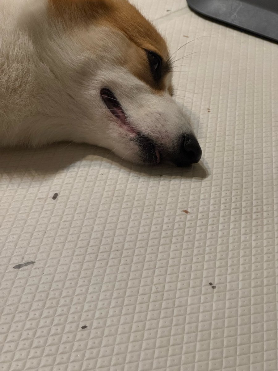 笑いながら寝る犬