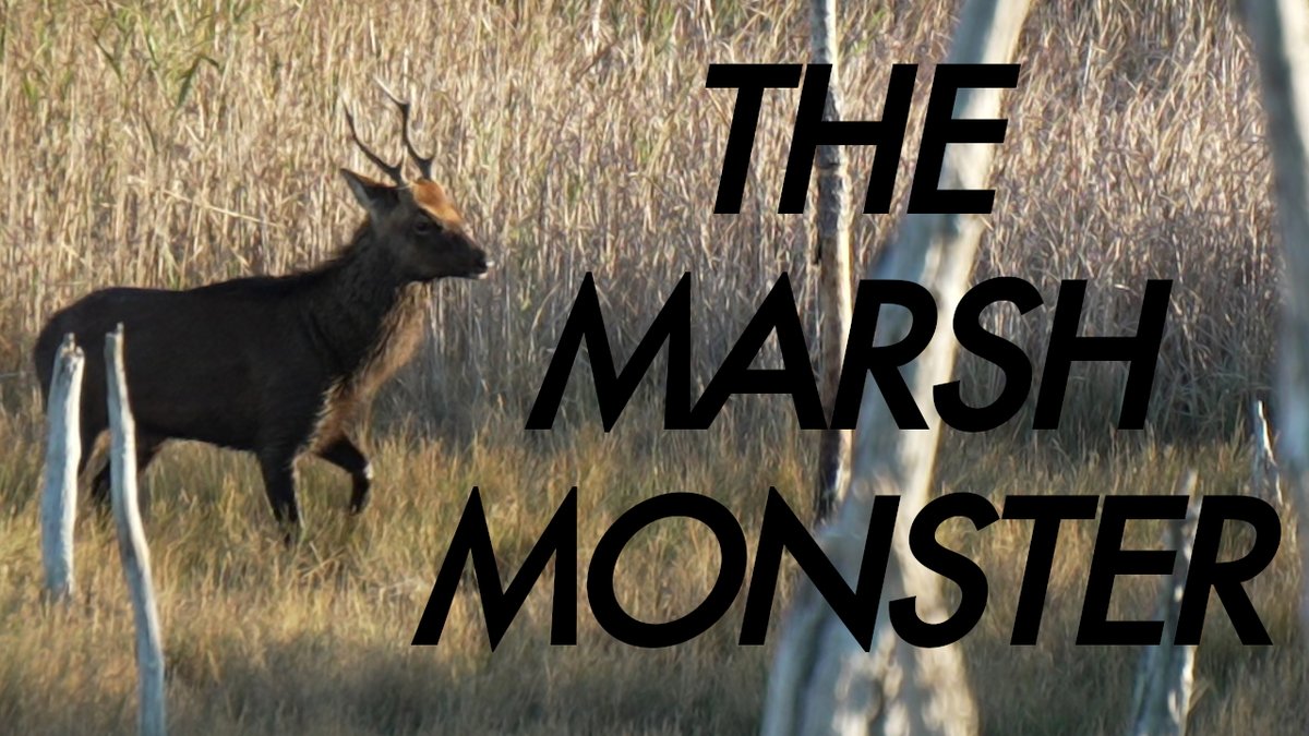 Watch me track down a MONSTER STAG using an old school Muzzleloader in my newest hunting documentary “The Marsh Monster” youtu.be/tE_RE8-VRd4