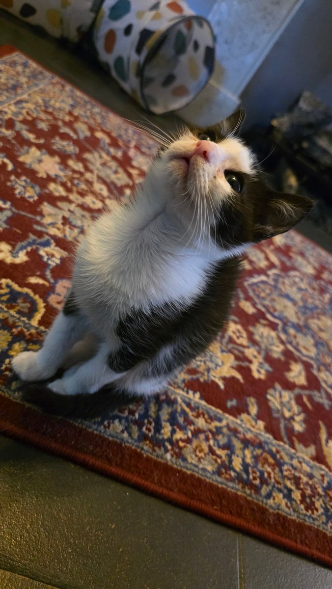 Nieuwe bewoonster🐱