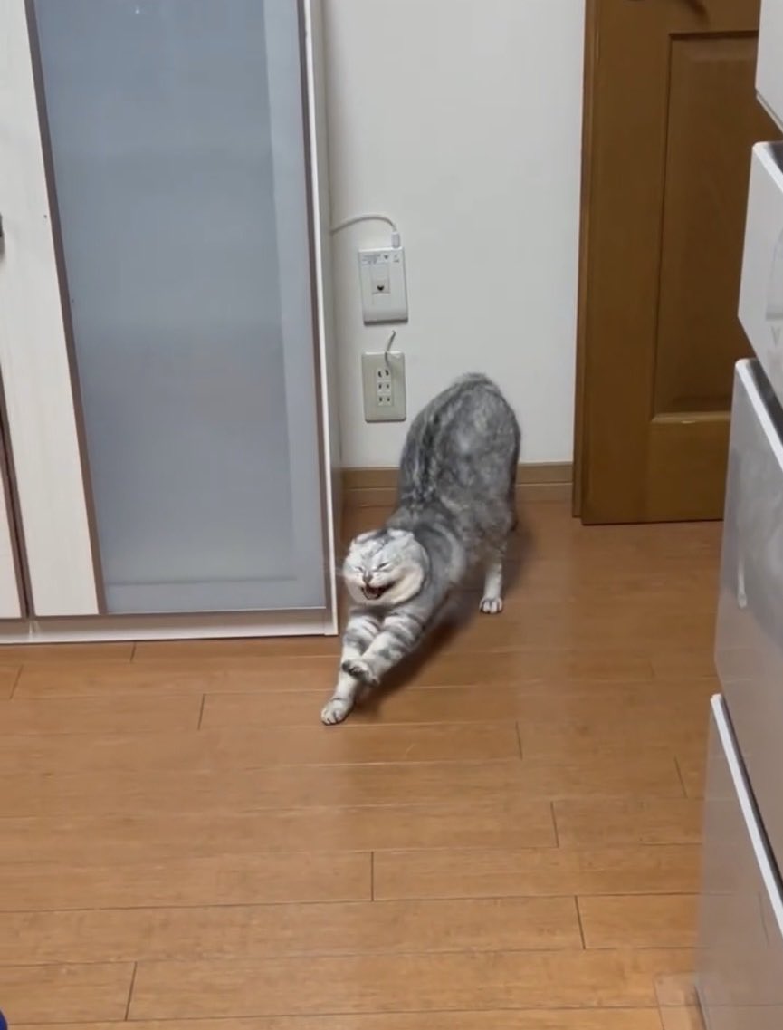 Azki80591036's tweet image. えぇ
#へんがお 
#ねこ