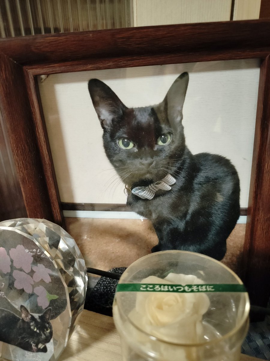 ❤️アカネコ様❤️ wakaneko on X